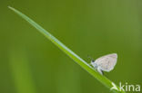 Small Blue (Cupido minimus)