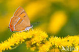 Echte guldenroede (Solidago virgaurea)