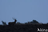 Red Deer (Cervus elaphus)