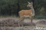 Edelhert (Cervus elaphus)