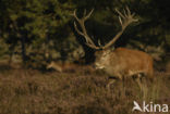 Red Deer (Cervus elaphus)