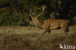 Red Deer (Cervus elaphus)