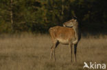 Red Deer (Cervus elaphus)