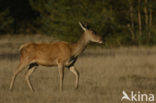 Red Deer (Cervus elaphus)