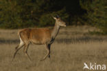 Red Deer (Cervus elaphus)