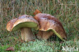 Eekhoorntjesbrood (Boletus edulis)