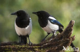 Black-billed Magpie (Pica pica)