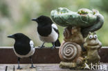 Black-billed Magpie (Pica pica)