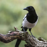 Black-billed Magpie (Pica pica)