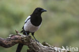 Black-billed Magpie (Pica pica)