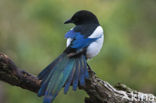 Black-billed Magpie (Pica pica)