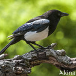 Black-billed Magpie (Pica pica)