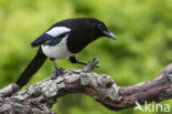 Black-billed Magpie (Pica pica)