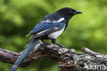Black-billed Magpie (Pica pica)