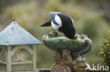 Black-billed Magpie (Pica pica)