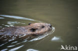 Europese bever (Castor fiber) 