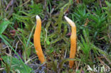 Fraaie knotszwam (Clavulinopsis laeticolor) 