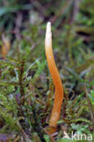 Fraaie knotszwam (Clavulinopsis laeticolor) 