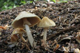 Geaderde leemhoed (Agrocybe rivulosa )