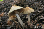 Geaderde leemhoed (Agrocybe rivulosa )