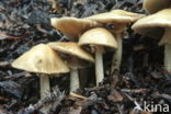 Geaderde leemhoed (Agrocybe rivulosa )