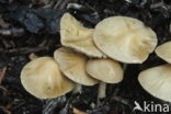 Geaderde leemhoed (Agrocybe rivulosa )