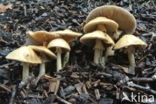 Geaderde leemhoed (Agrocybe rivulosa )