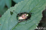 Gedeukte Gouden Tor (Protaetia cuprea)