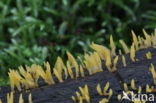 Geel hoorntje (Calocera cornea)