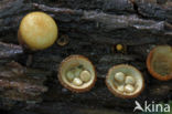 Crucibulum crucibuliforme