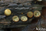 Geel nestzwammetje (Crucibulum crucibuliforme)