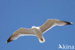 Geelpootmeeuw (Larus cachinnans)