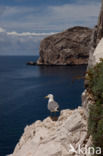 Geelpootmeeuw (Larus cachinnans)