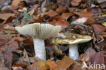 Geelwitte russula (Russula ochroleuca)