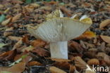 Geelwitte russula (Russula ochroleuca)