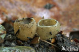 Gekarteld leemkelkje (Tarzetta catinus)