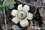 Collared Earthstar (Geastrum triplex)