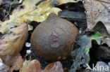 Collared Earthstar (Geastrum triplex)