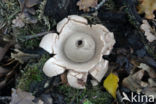 Collared Earthstar (Geastrum triplex)