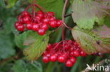 Guelder Rose