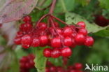 Gelderse roos (Viburnum opulus)