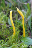 Yellow club (Clavulinopsis helveola)
