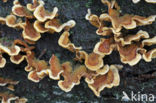 Hairy curtain crust (Stereum hirsutum)