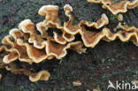 Hairy curtain crust (Stereum hirsutum)