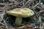 Gele ridderzwam (Tricholoma equestre) 