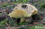 Gele ridderzwam (Tricholoma equestre) 