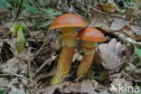 Larch bolete (Suillus grevillei)