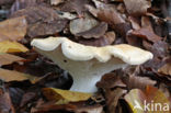 Gele stekelzwam (Hydnum repandum) 