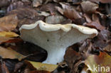 Gele stekelzwam (Hydnum repandum) 