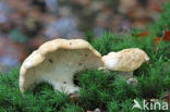 Gele stekelzwam (Hydnum repandum) 